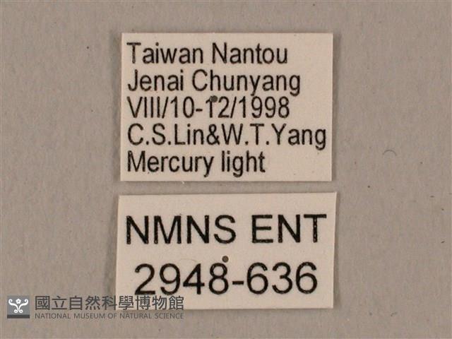 廣東鷹翅天蛾藏品圖，第3張