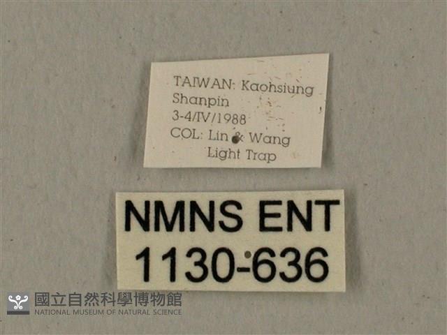 全緣缺角天蛾藏品圖，第3張