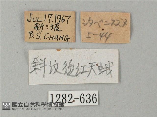 後紅斜紋天蛾藏品圖，第3張