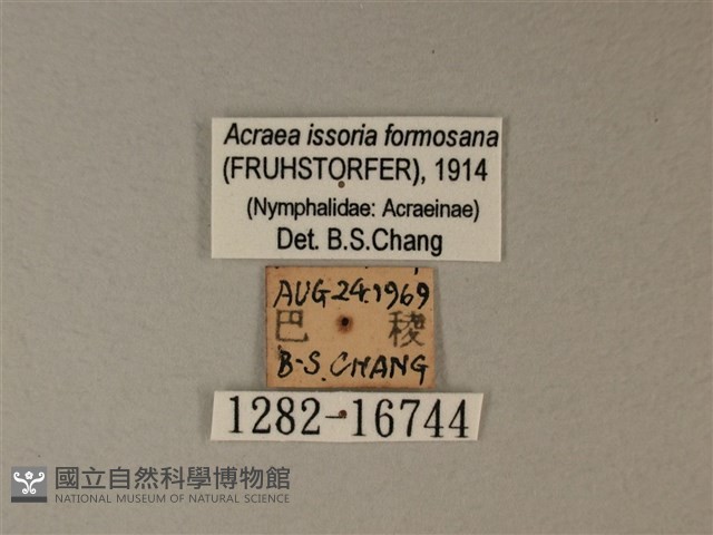 苧麻細蝶藏品圖，第3張