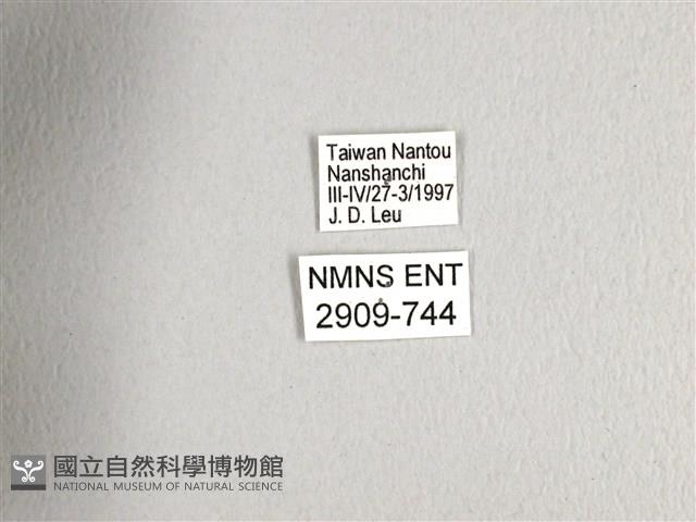 斑鳳蝶藏品圖，第3張