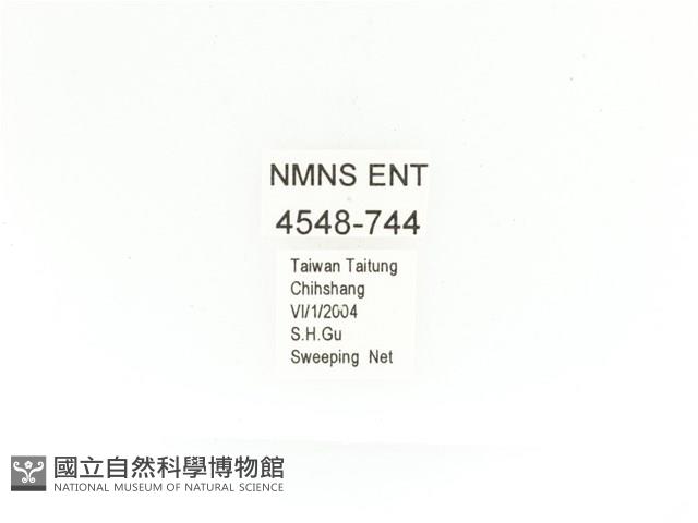 金艷騷金龜藏品圖，第2張