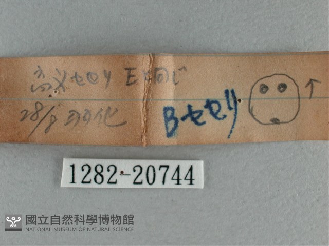 黃星弄蝶藏品圖，第3張