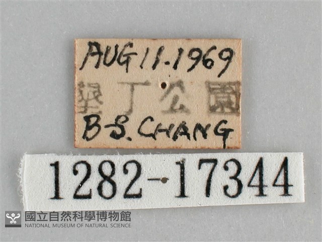 圓翅紫斑蝶藏品圖，第3張