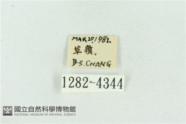 菊池污燈蛾藏品圖，第3張