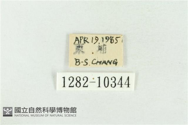 圍異波紋蛾藏品圖，第3張