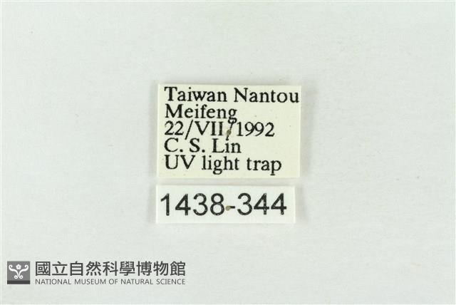 連珠波紋蛾藏品圖，第3張