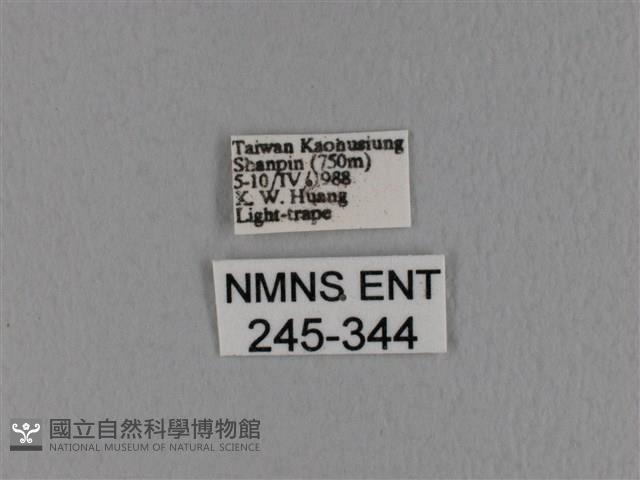 隱波紋枯葉蛾藏品圖，第3張