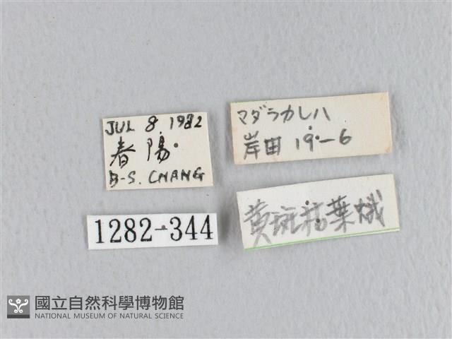 黃斑枯葉蛾藏品圖，第3張