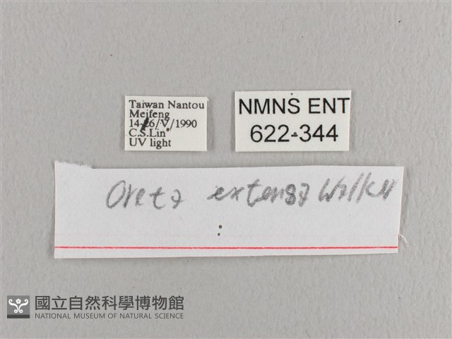 銀端帶鉤蛾藏品圖，第3張