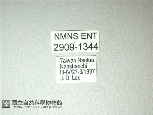 斑鳳蝶藏品圖，第3張