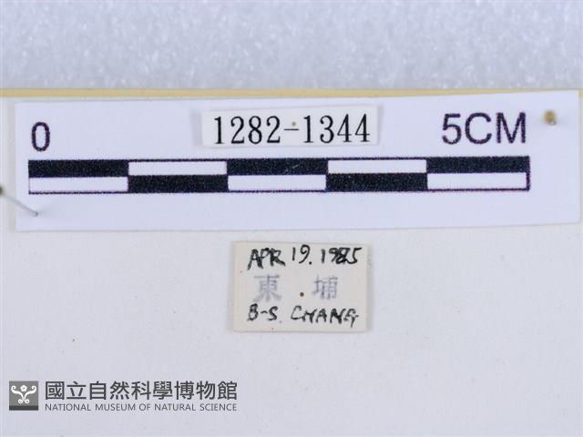 後凸蝶燈蛾藏品圖，第3張