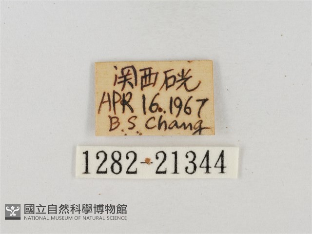 薑弄蝶藏品圖，第3張