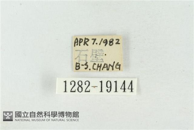 素木氏美波紋蛾藏品圖，第3張