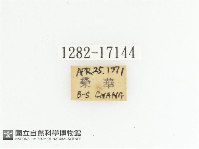 臺灣跗花金龜藏品圖，第2張