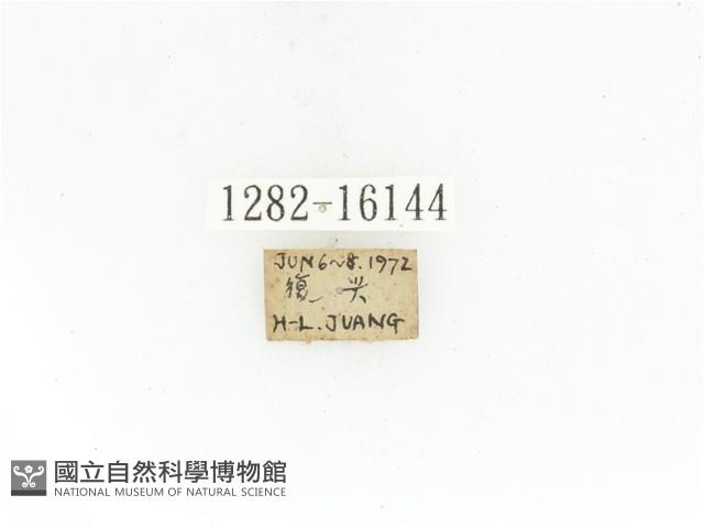 曹德褐騷金龜藏品圖，第2張