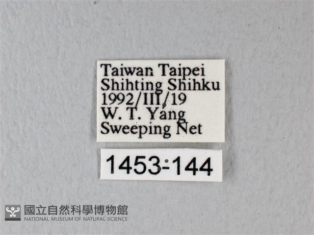 緣點白粉蝶藏品圖，第3張