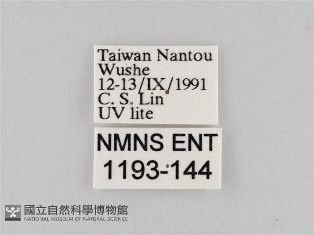 斜紋夜盜蛾藏品圖，第3張