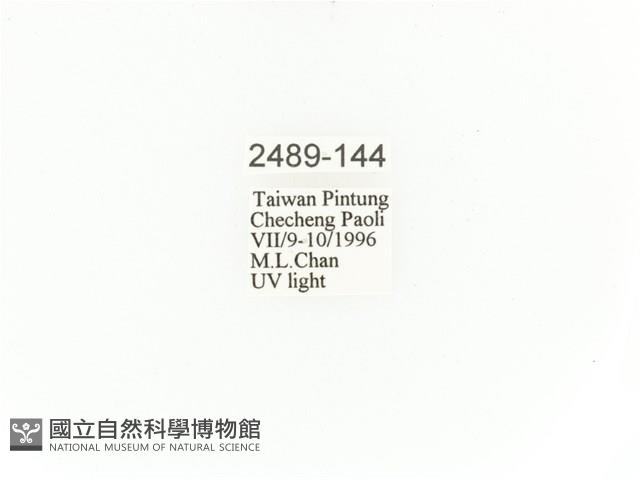 臺灣角金龜藏品圖，第2張