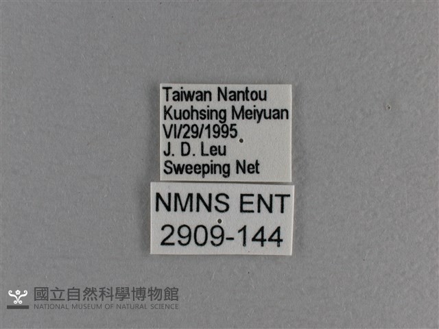 小雙尾蛺蝶藏品圖，第3張