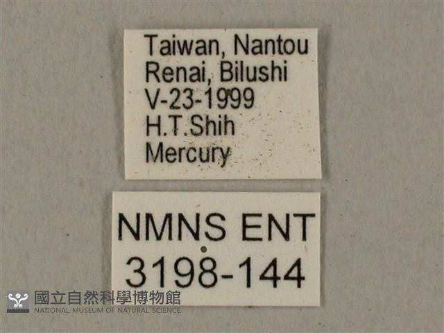 全緣缺角天蛾藏品圖，第3張