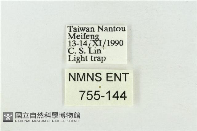 寬帶波紋蛾藏品圖，第3張