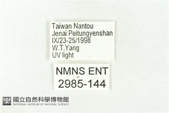 樹形尺蛾藏品圖，第3張