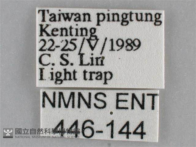 褐點仿眉刺蛾藏品圖，第3張