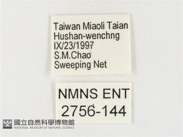 淡色黃蝶藏品圖，第3張