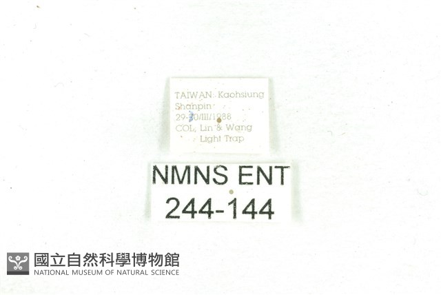 乳白斑燈蛾藏品圖，第3張