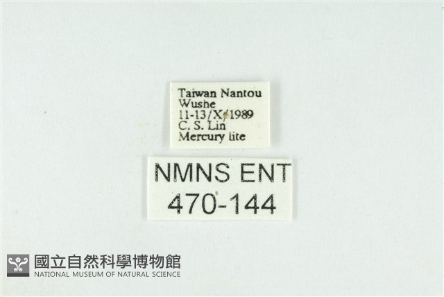 黑翅黃毒蛾藏品圖，第3張