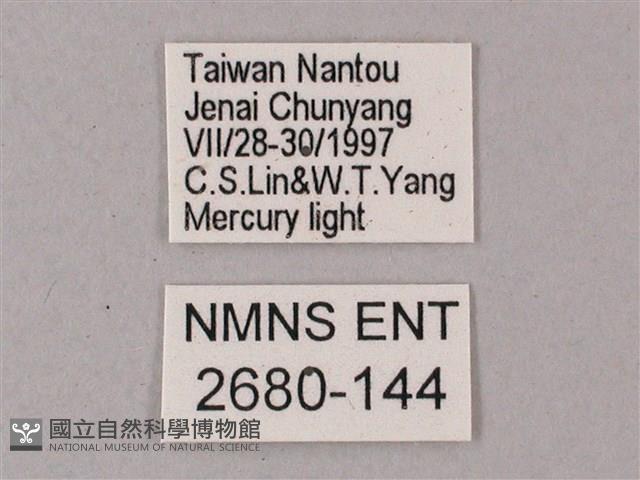 綠背斜紋天蛾藏品圖，第3張