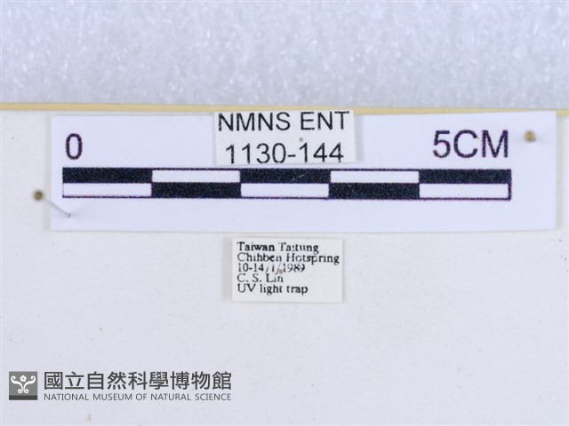 粉蝶燈蛾藏品圖，第3張