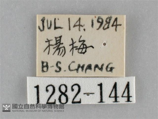 三角凹緣天蛾藏品圖，第3張