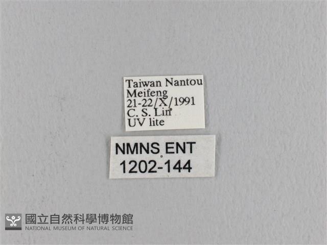 波紋枯葉蛾藏品圖，第3張