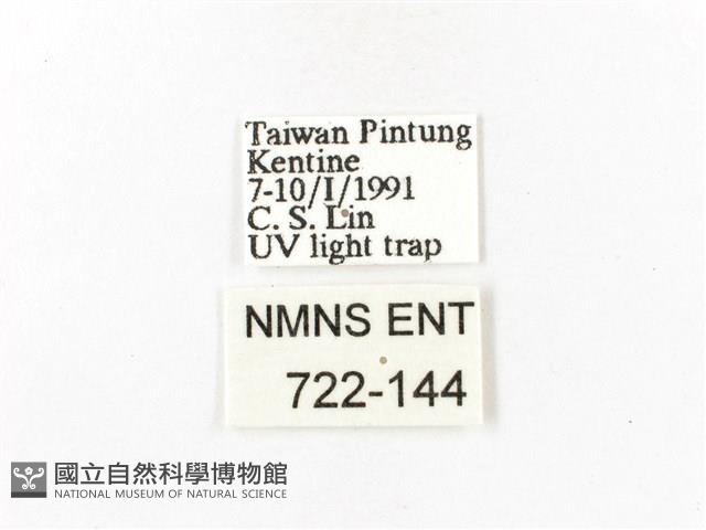 重陽木螢斑蛾藏品圖，第3張