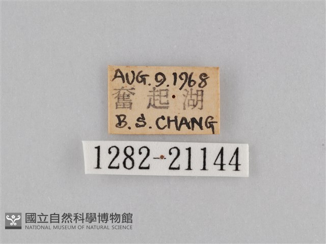 密紋波眼蝶藏品圖，第3張