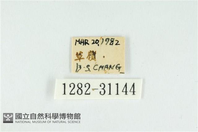 霧社環波紋蛾藏品圖，第3張