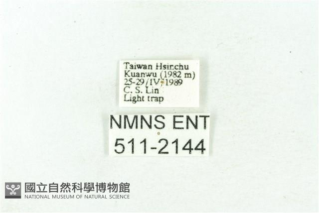 臺雪苔蛾藏品圖，第3張