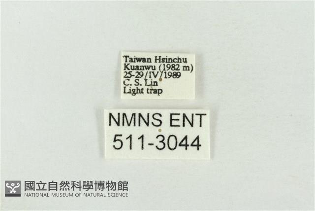 連珠波紋蛾藏品圖，第3張