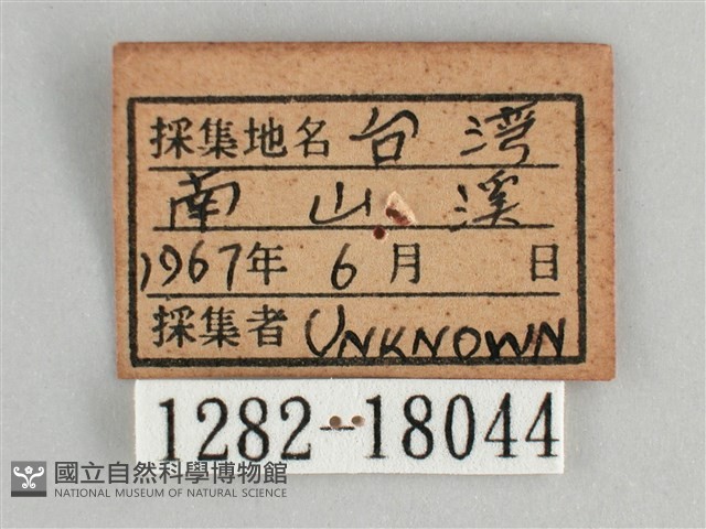 金鎧蛺蝶藏品圖，第3張