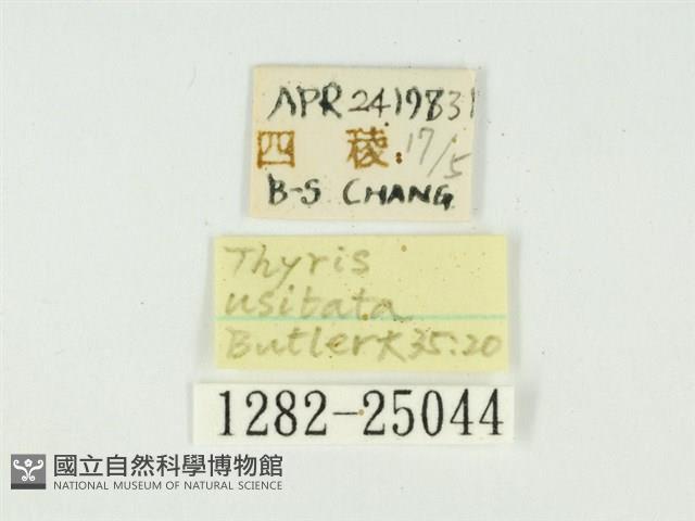 白點小窗蛾藏品圖，第3張