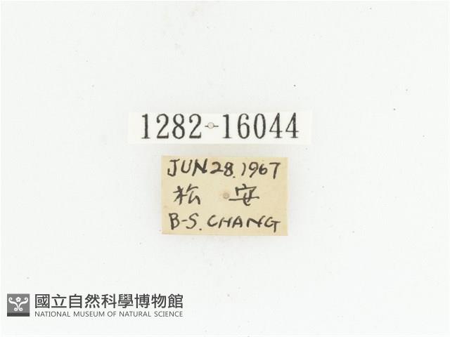 金艷騷金龜藏品圖，第2張