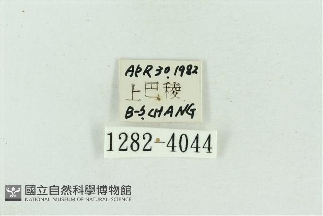 菊池污燈蛾藏品圖，第3張