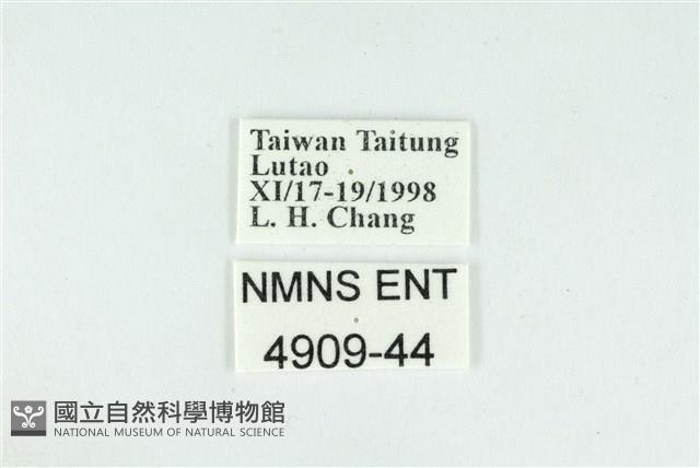 折列藍灰蝶沖繩亞種藏品圖，第3張