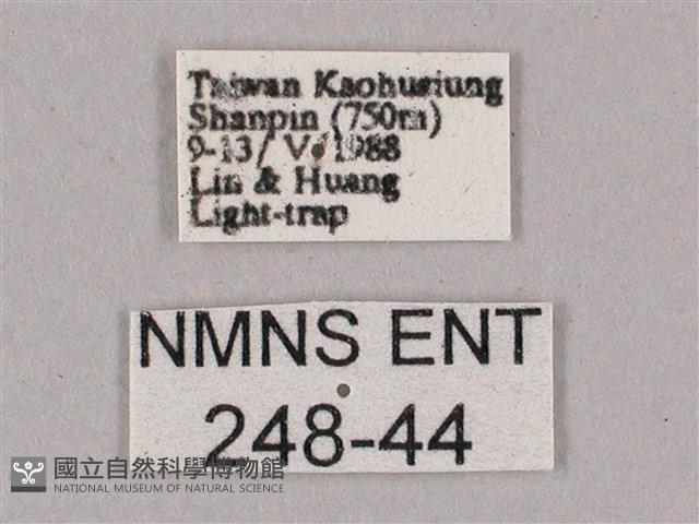 細斜紋霜天蛾藏品圖，第3張