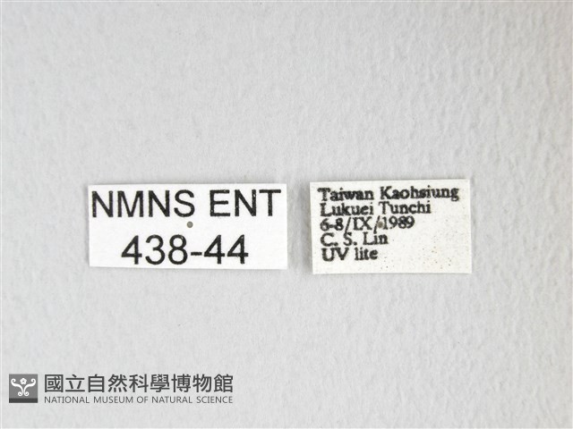 黃豹天蠶蛾藏品圖，第3張