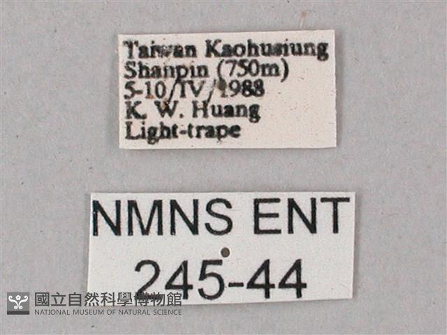 綠背斜紋天蛾藏品圖，第3張