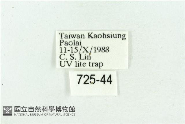 裳蛾科藏品圖，第3張