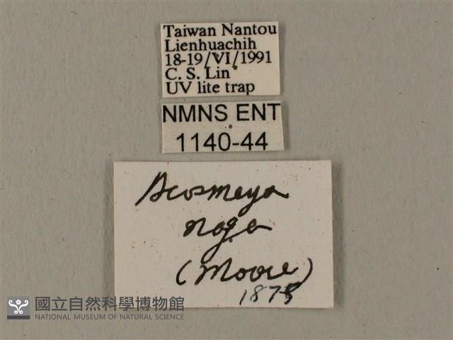 半緣缺角天蛾藏品圖，第3張